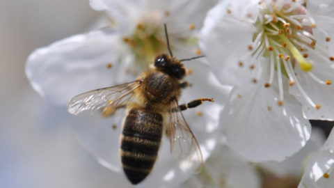 Melifera-gin-francais-engage-pour-protection-abeille-noire
