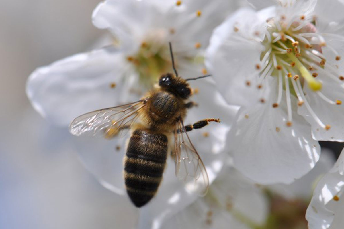 Melifera s'engage pour la protection de l'abeille noire - Melifera gin bio