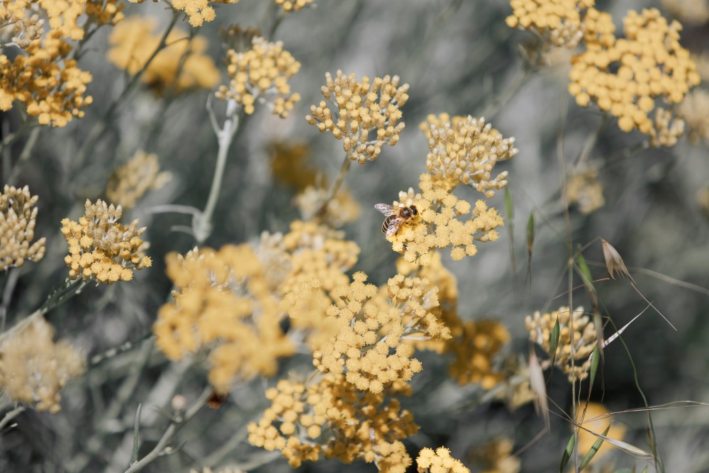 harvesting-melifera-immortelle-bee
