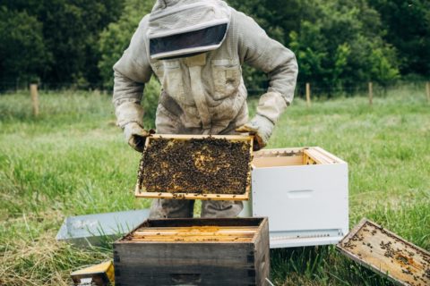 transferring-hives-in-hand-1