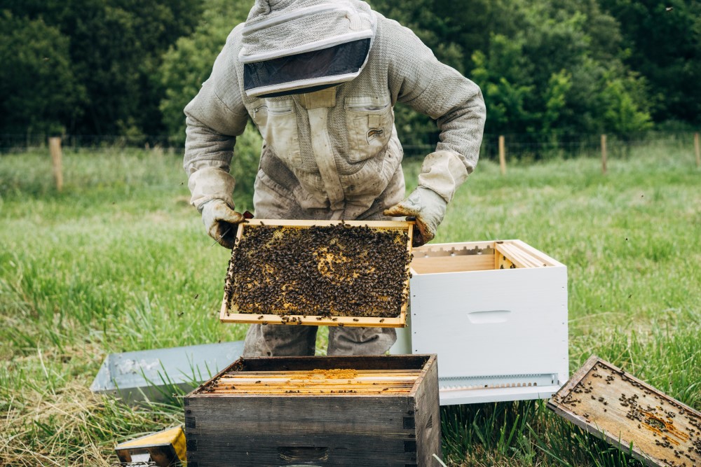 transferring-hives-in-hand-2
