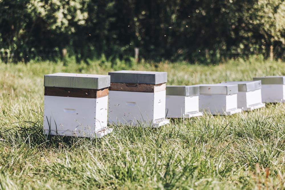 transferring-hives-in-line