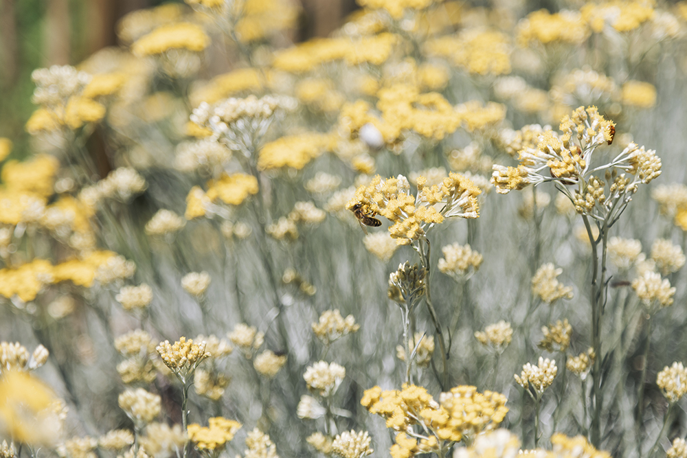 abeille-dans-jardin-bio-marque-ecoresponsable