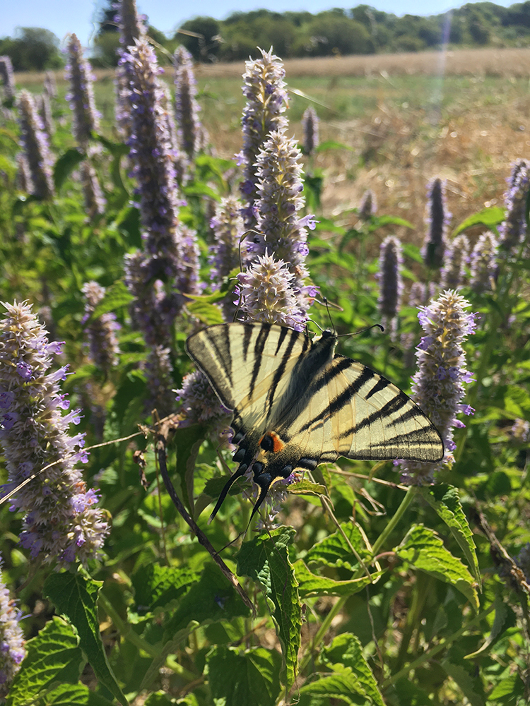 papillon-jardin-bio-marque-ecoresponsable
